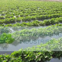 Mulching-Sheet
