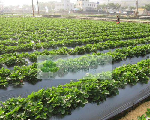 Mulching-Sheets
