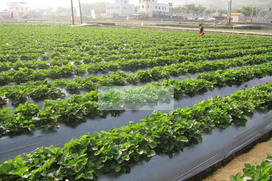 Mulching-Sheets Mulching-Sheets